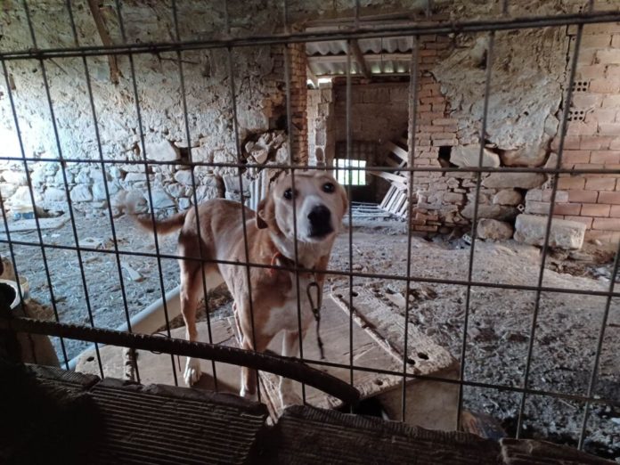 Χανιά | Συγκλονίζουν οι εικόνες: Αποστεωμένα και κακοποιημένα ζώα βρέθηκαν σε χωριό του Πλατανιά