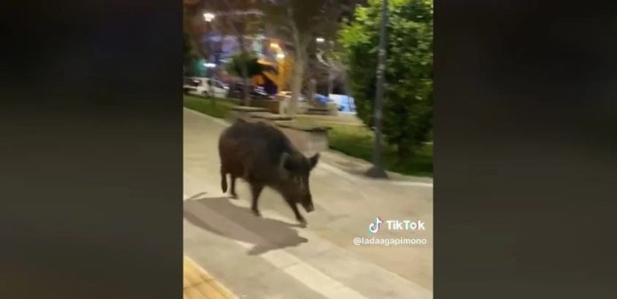 Θεσσαλονίκη: Αγριογούρουνο… κόβει βόλτες σε πλατεία και γίνεται viral