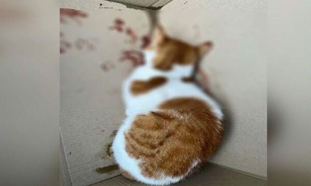 Θεσσαλονίκη: Τυφλώθηκε από κλωτσιά ένα μικρό γατάκι – Αναζητούνται οι δράστες