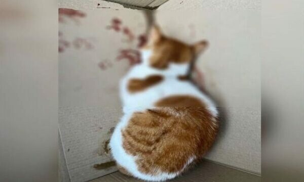 Θεσσαλονίκη: Τυφλώθηκε από κλωτσιά ένα μικρό γατάκι – Αναζητούνται οι δράστες