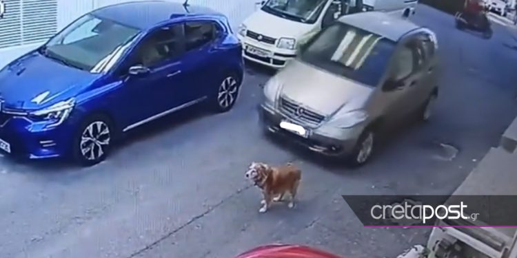Ελεύθερη η 63χρονη που χτύπησε σκύλο με το αυτοκίνητό της