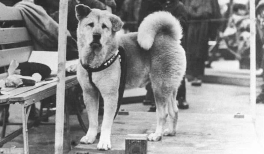 Η αληθινή ιστορία του Χάτσικο: Ο σκύλος που με το θάνατό του έκανε μια ολόκληρη κοινωνία να βυθιστεί στο πένθος