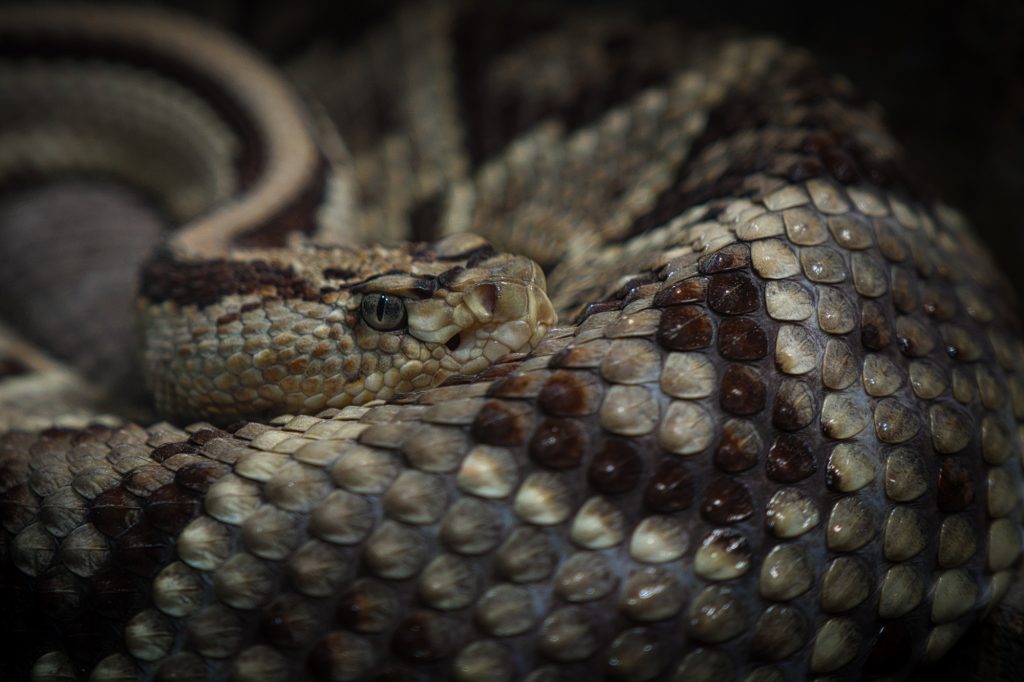 Ποια είναι επικίνδυνα φίδια στην Ελλάδα– Τι να κάνετε αν σας δαγκώσουν