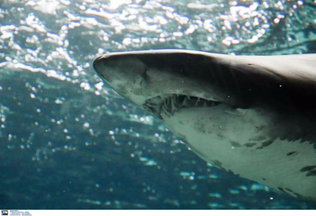Φλόριντα- Επίθεση καρχαρία σε 13χρονη-Σοκαριστικές εικόνες- Την γλίτωσαν οι γροθιές της