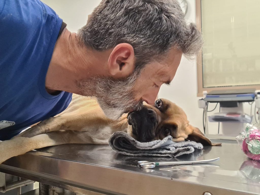 Πέθανε η Νίκη, το σκελετωμένο Boxer που βρέθηκε στη Ζαχάρω-Τα συγκινητικά μηνύματα: Συγνώμη κοριτσάκι μου που δεν σε βρήκαμε νωρίτερα. Συγνώμη για το είδος μας…
