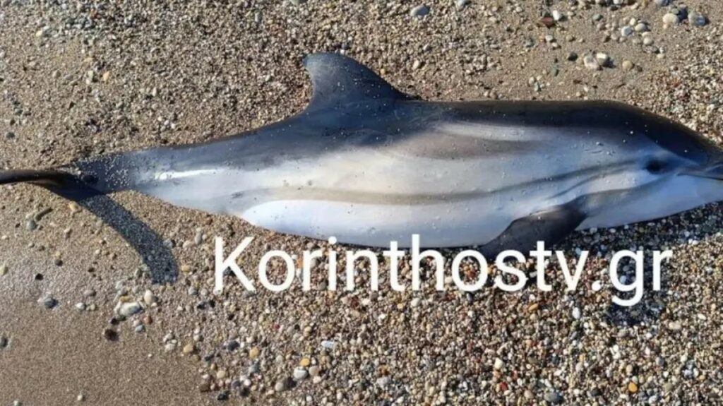Θλίψη- Νεκρό το δελφινάκι που έχασε τον προσανατολισμό του στην Κορινθία