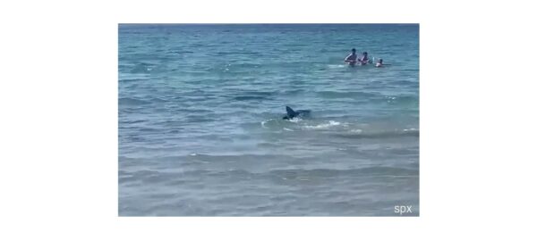Γαλάζιος καρχαρίας σκόρπισε τον τρόμο σε παραλία – Δείτε το βίντεο