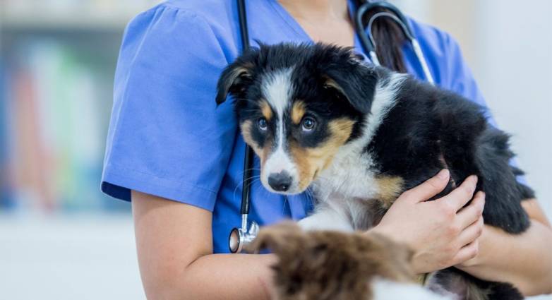 Κτηνωδία στην Πάτρα: Έριξαν καυστικό υγρό σε αδέσποτο σκυλάκι
