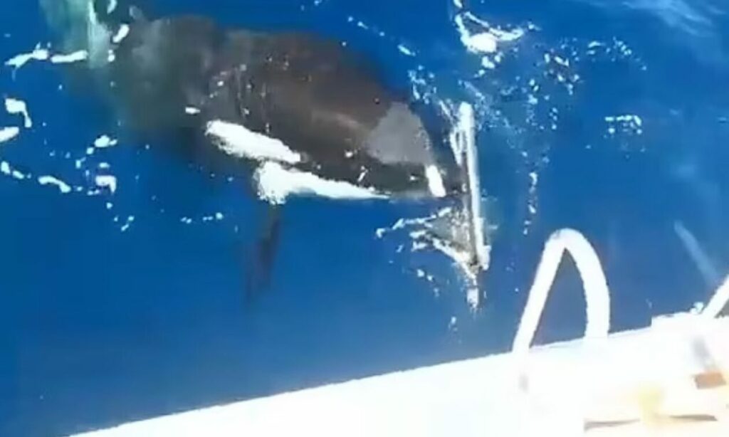 Γιβραλτάρ: Φάλαινα δολοφόνος σκίζει το πηδάλιο του γιοτ με τα δόντια της – Δείτε το βίντεο