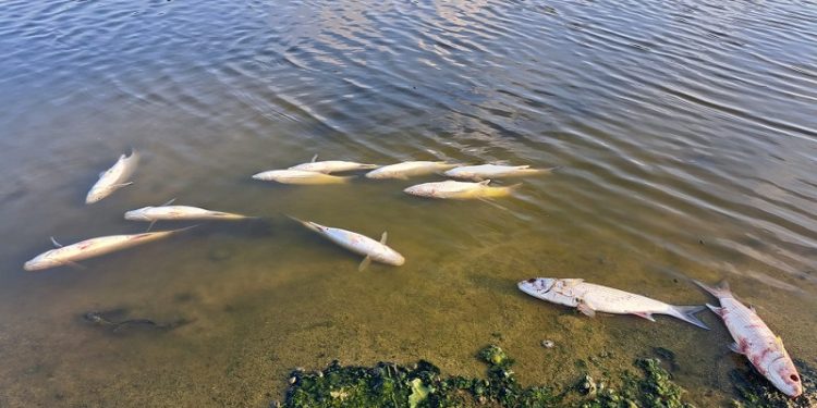 Γέμισαν νεκρά ψάρια οι εκβολές του Αποσελέμη στην Κρήτη- Θλιβερές εικόνες
