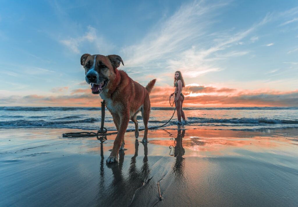 Σκύλος στη θάλασσα – Τι επιτρέπεται βάσει νόμου