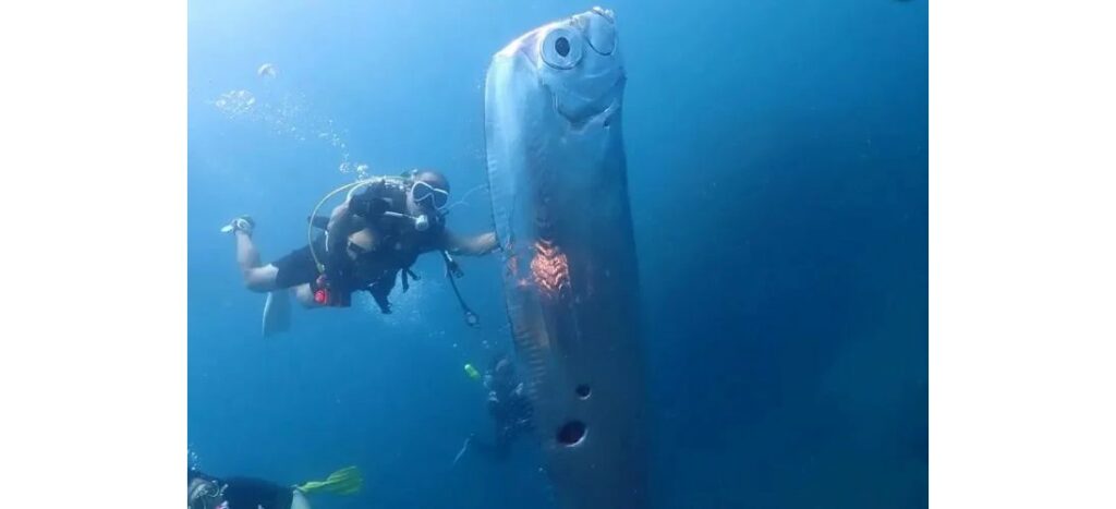 Ταϊβάν: Δύτες βρήκαν ένα γιγαντιαίο ψάρι κουπί