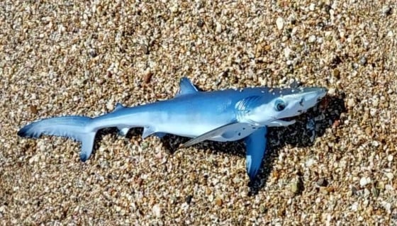 Γαλάζιος καρχαρίας έκανε την εμφάνισή του σε παραλία του Έβρου