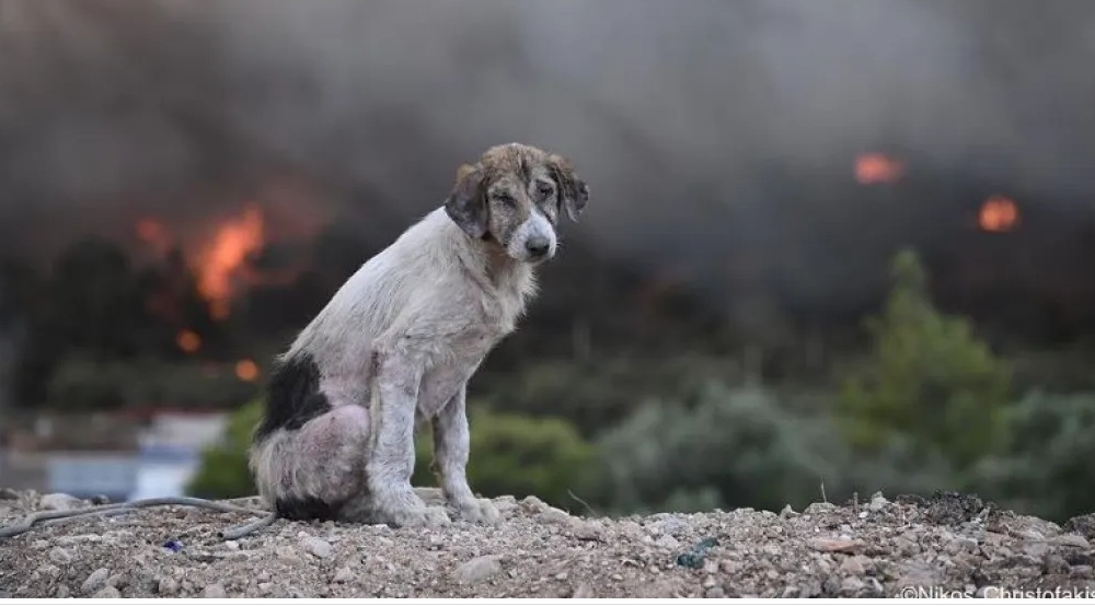 Φωτιές – Οινόη: Ο θλιμμένος σκύλος ανάμεσα στις φλόγες – Viral η συγκινητική  φωτογραφία