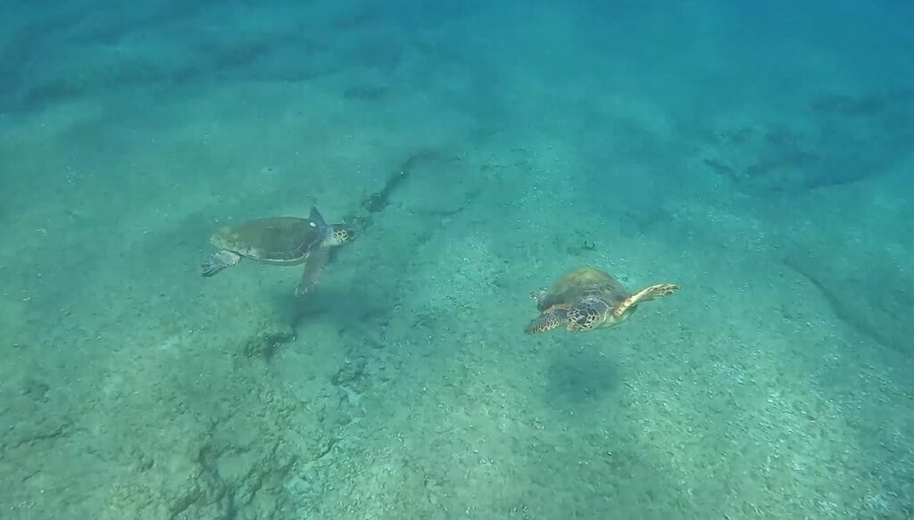 Χανιά- Πανέμορφες εικόνες με χελώνες μέσα από το βυθό!