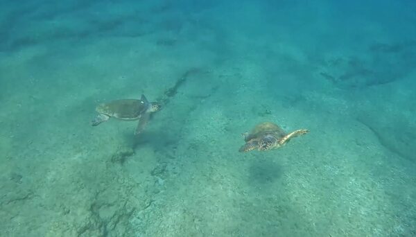 Χανιά- Πανέμορφες εικόνες με χελώνες μέσα από το βυθό!