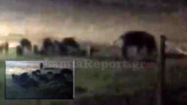 Φθιώτιδα: Οικογένεια αγριογούρουνων έκανε βόλτα σε… παιδική χαρά- Ανεξέλεγκτη η αύξηση του πληθυσμού τους