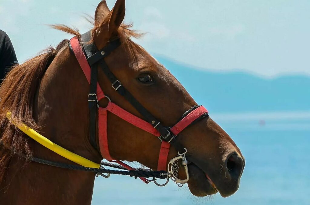 Κτηνωδία στη Χαλκίδα: Βασάνισαν άλογο μέχρι θανάτου