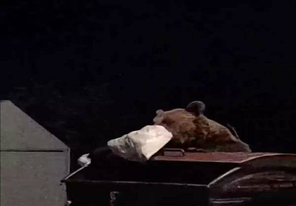 Θλιβερό περιστατικό στα Γιάννενα: Αρκούδα έψαχνε κάδους σκουπιδιών για να ταΐσει τα αρκουδάκια της