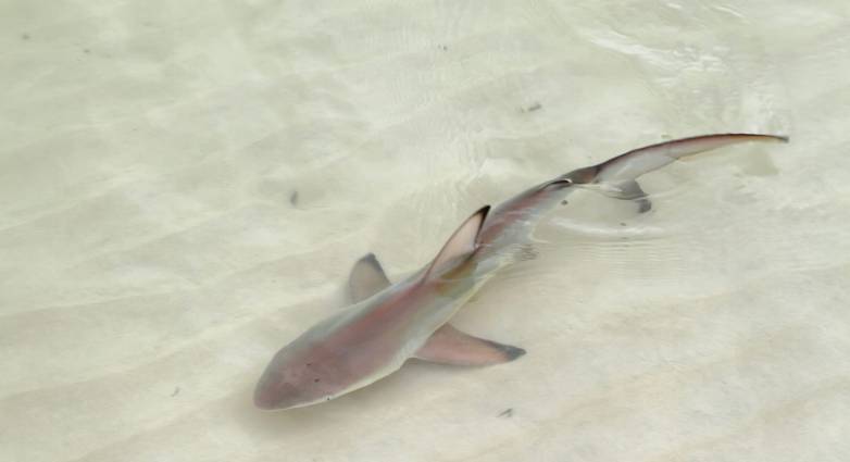 Καρχαρίας – μωρό «έκοβε βόλτες» στα ρηχά σε παραλία της Σαλαμίνας
