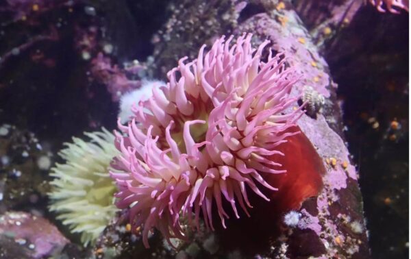 Θαλάσσια ανεμώνη, το «λουλούδι» που ναρκώνει τα θύματά του – Τι να προσέχετε