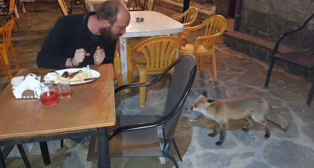 Ναυπακτία: Μια αλεπουδίτσα τακτικός θαμώνας στο καφενείο του χωριού- Δείτε βίντεο