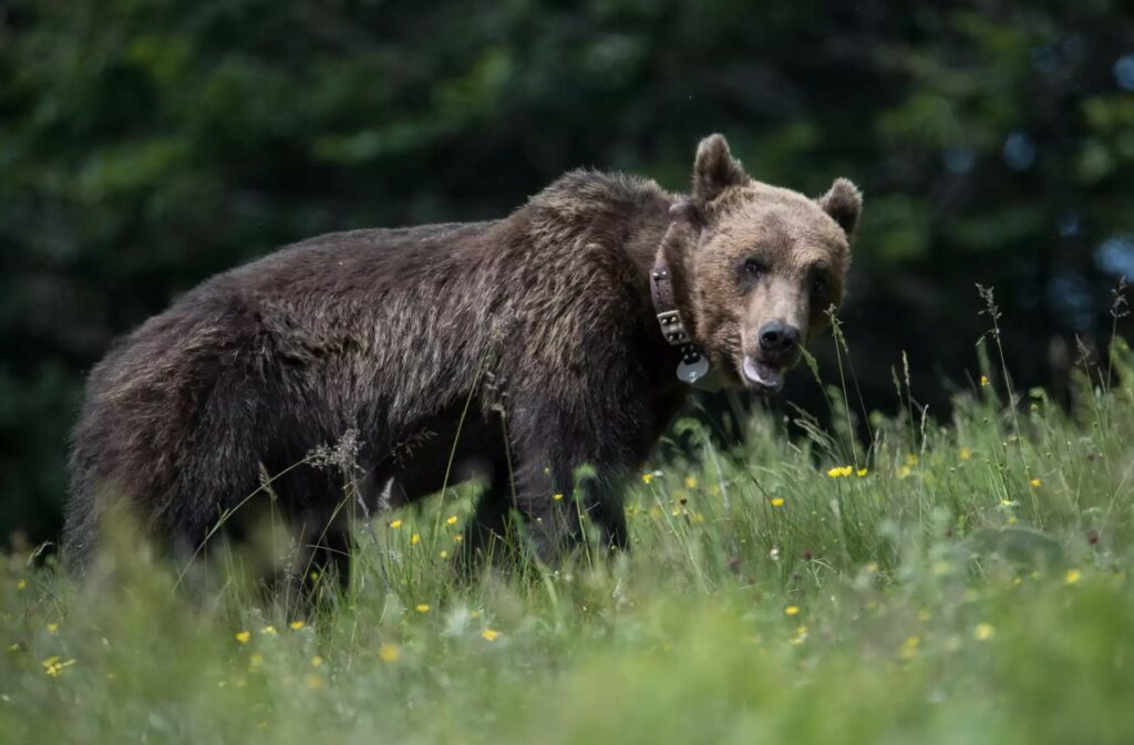 Άρτα: κυνηγός περιγράφει τις εφιαλτικές στιγμές που έζησε όταν του επιτέθηκε αρκούδα