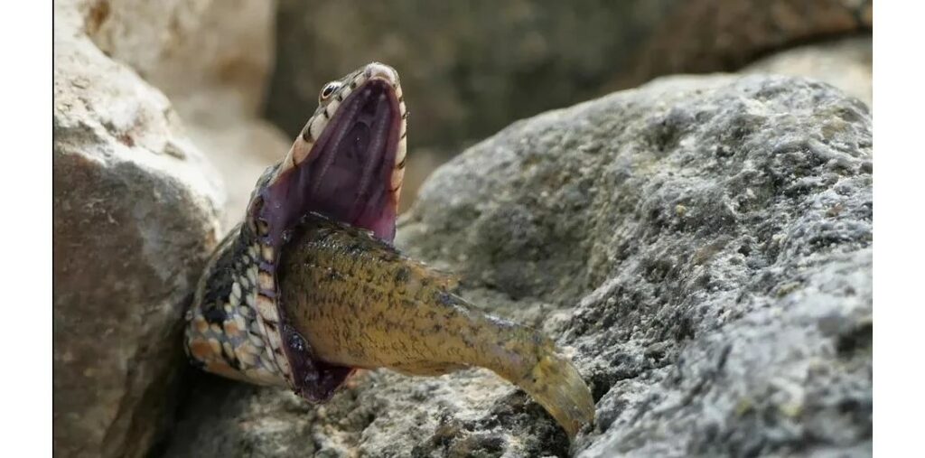 Φίδι πνίγεται ενώ προσπαθεί να καταπιεί ψάρι – Τρομακτικές εικόνες