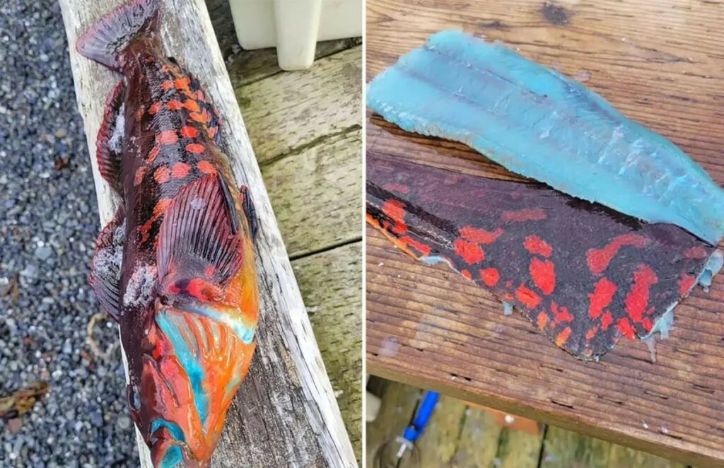 Το γαλάζιο ψάρι που αλιεύεται στην Αλάσκα γίνεται άσπρο μετά το μαγείρεμα και εντυπωσιάζει