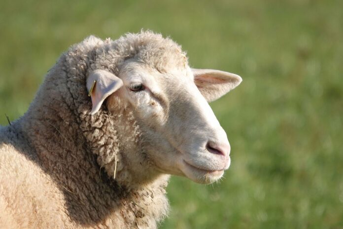 Μαγνησία: Πρόβατα έφαγαν… 100 κιλά χασίς και έγιναν ντάγκλα