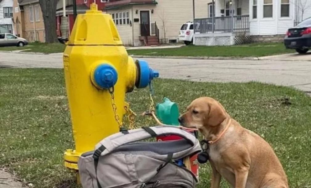 Δάκρυσαν όλοι: Εγκατέλειψε σκυλίτσα δεμένη σε πυροσβεστικό κρουνό & το γράμμα που άφησε δίπλα της ραγίζει καρδιές