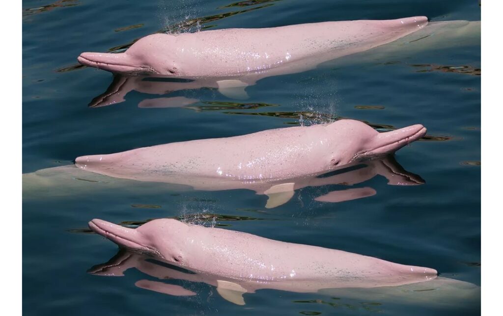 Τα απίθανα ροζ δελφίνια του Αμαζονίου βρίσκονται υπό εξαφάνιση