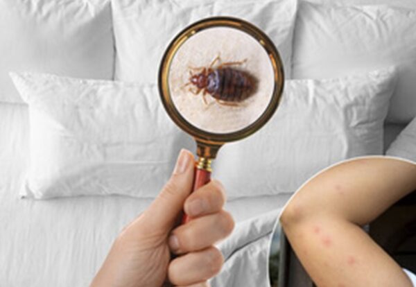 Είναι οι κοριοί μια νέα διεθνής απειλή;