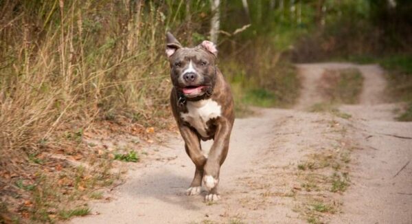 Πίτμπουλ επιτέθηκε και τραυμάτισε 63χρονο- Συνελήφθη μια 18χρονη