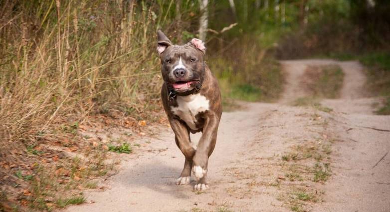 Πίτμπουλ επιτέθηκε και τραυμάτισε 63χρονο- Συνελήφθη μια 18χρονη