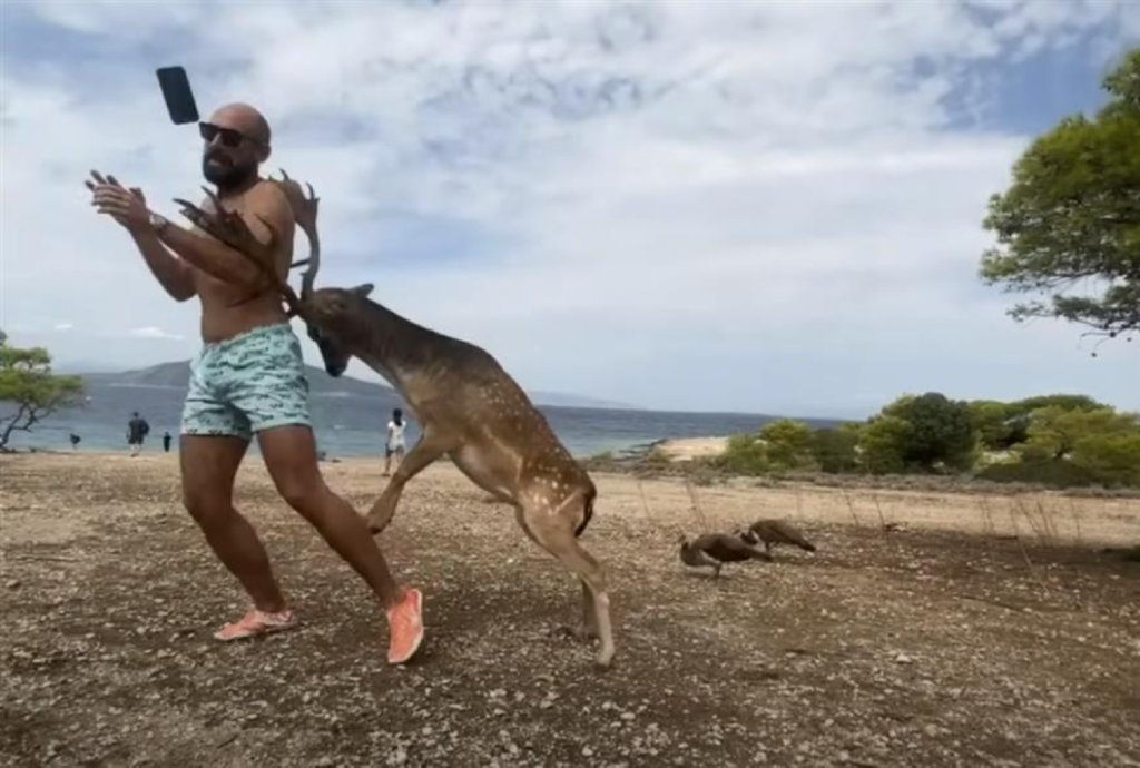 Αίγινα: Πήγε να βγάλει selfie με ελάφι και κατέληξε με σπασμένα πλευρά