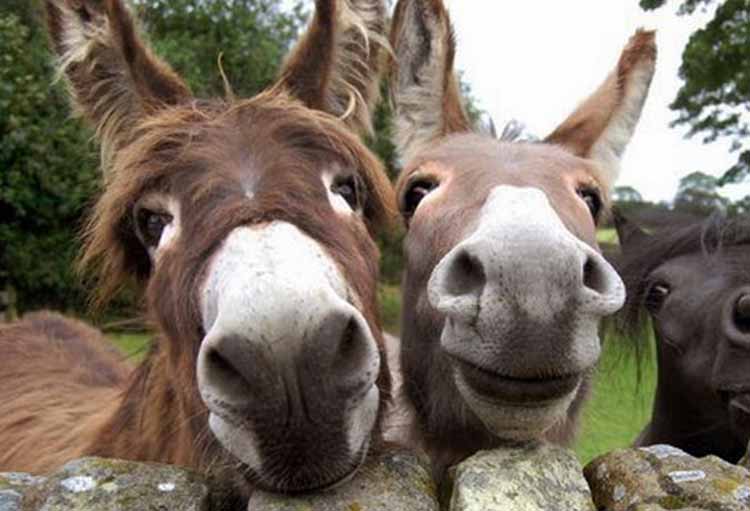 Η Μαρούκα δεν άντεξε χωρίς τον Άρη της: Η συγκινητική ιστορία αγάπης στη Λέσβο που φέρνει δάκρυα στα μάτια