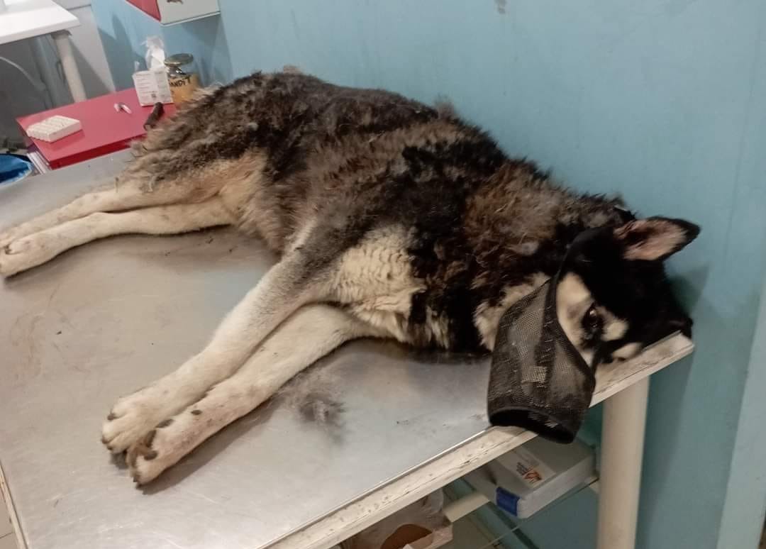 Διπλή κατεπείγουσα έρευνα για τον θάνατο του Όλιβερ ζητά ο Άρειος Πάγος