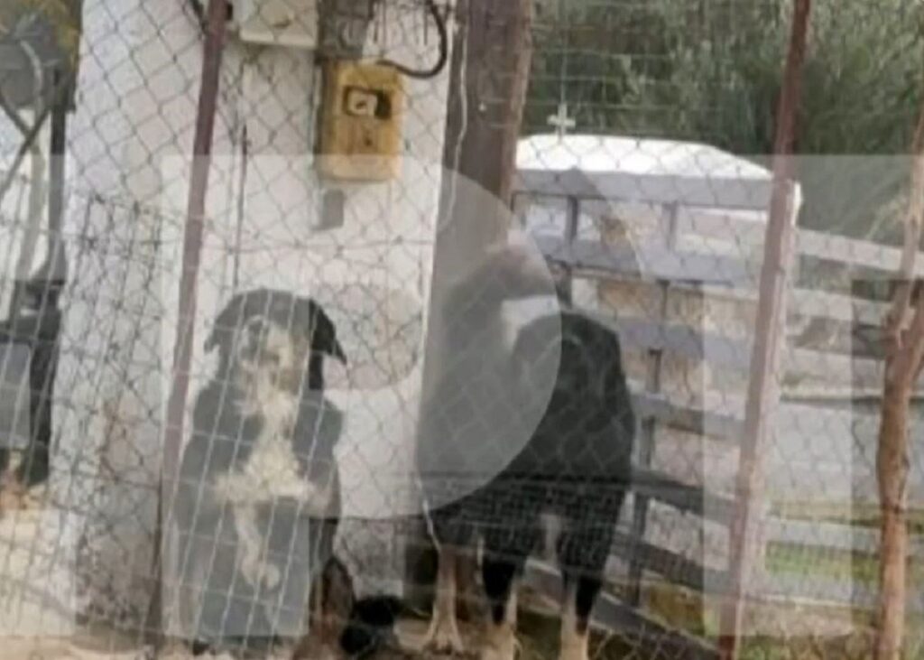 Τι θα γίνουν τα τρία σκυλιά που κατασπάραξαν την 50χρονη στη Θεσσαλονίκη