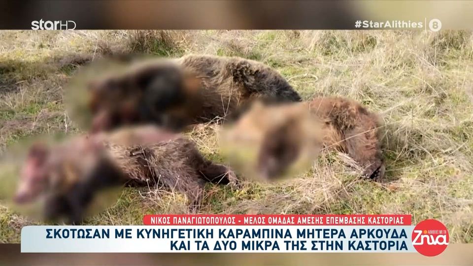 Φρίκη στην Καστοριά: Σκότωσαν με κυνηγετική καραμπίνα μητέρα αρκούδα και τα δύο μικρά της