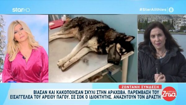 Συγκίνηση σε όλη την Ελλάδα για τον Όλιβερ το πανέμορφο χάσκι, που βιάστηκε και κακοποιήθηκε μέχρι θανάτου: Όλοι αγαπούσαν τον Όλιβερ… Ήταν πολύ όμορφος και ήσυχος…