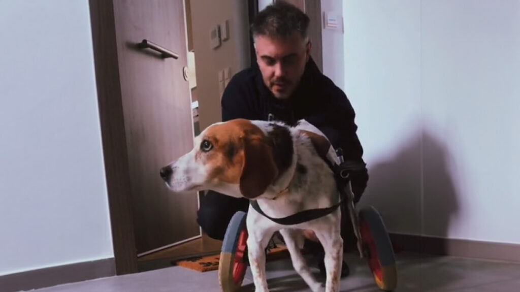 Το συγκινητικό βίντεο με τον Μιχάλη Χατζηγιάννη να βγάζει βόλτα την ανάπηρη σκυλίτσα του Ζάνη