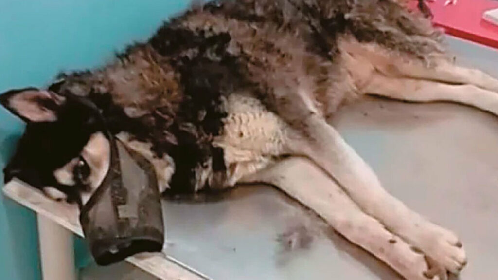 Αράχωβα: Ντόμινο εξελίξεων στην υπόθεση Όλιβερ μετά την ποινική δίωξη κατά φυσικού προσώπου