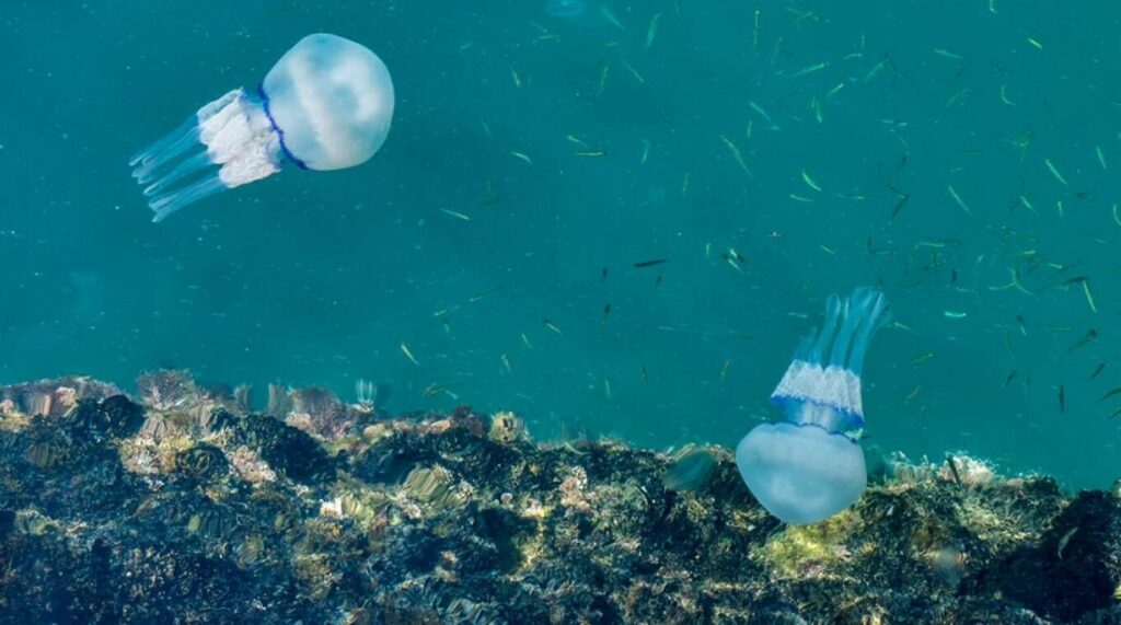 Συναγερμός στη Ρόδο με μέδουσες που φτάνουν το 1 μέτρο διάμετρο – Τι πρέπει να κάνετε αν σας τσιμπήσει