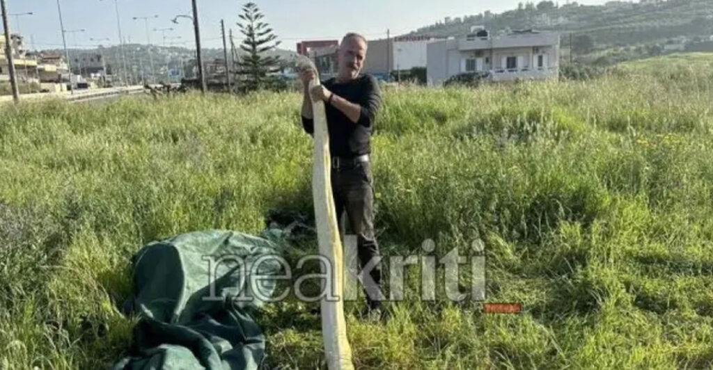 Ηράκλειο: Πήγαν στο χωράφι και βρήκαν πύθωνα 5 μέτρων!