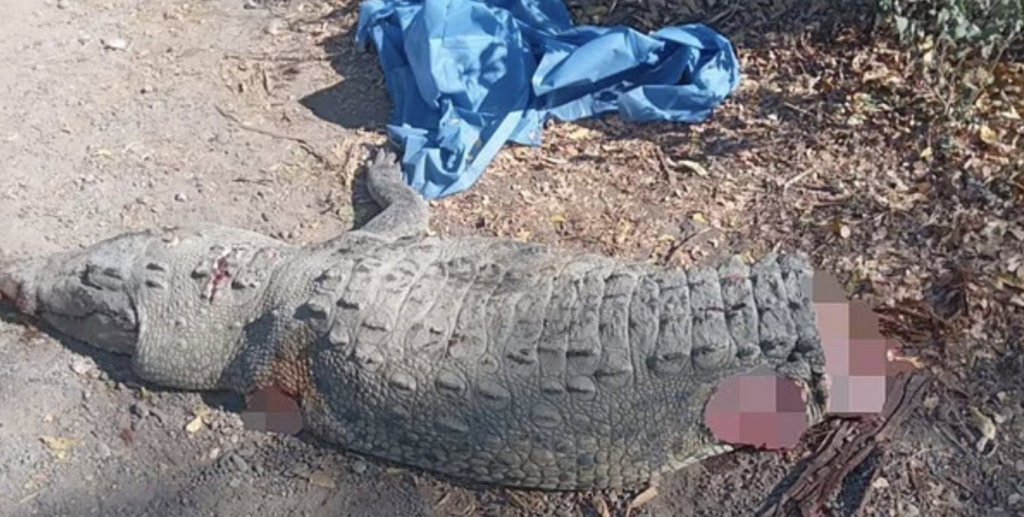 Απίστευτο δυστύχημα στο Μεξικό: Όχημα έπεσε πάνω σε αλιγάτορα – Τρεις νεκροί και τέσσερις τραυματίες