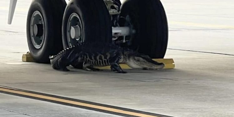 Απίστευτο περιστατικό στη Φλόριντα: Αλιγάτορας… στρογγυλοκάθισε μπροστά από ρόδες αεροσκάφους