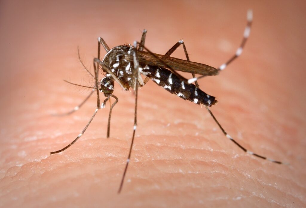 Κλιματική αλλαγή: Ασθένειες που μεταδίδονται από κουνούπια απειλούν την Ευρώπη- Πόσα κρούσματα καταγράφηκαν στην Ελλάδα