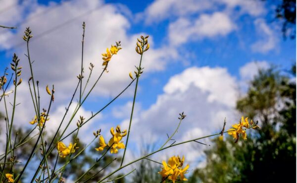 Καιρός: Υποχωρούν αφρικανική σκόνη και υψηλές θερμοκρασίες
