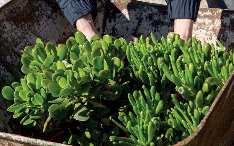 Τραβάει χρήμα & πλούτο σαν μαγνήτης: Το φυτό που θα αλλάξει την τύχη σου με το που θα το βάλεις σπίτι σου